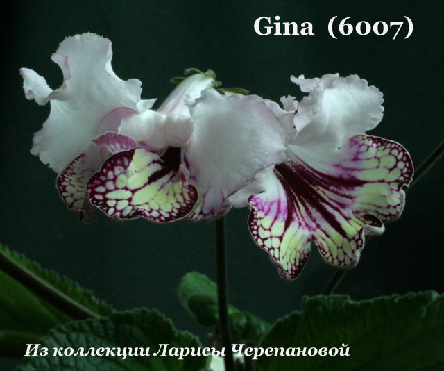  Gina  (6007) 