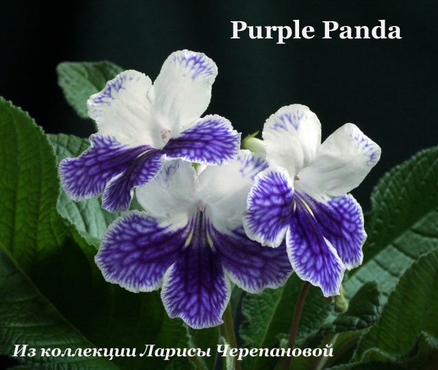 Стрептокарпус Purple Panda 