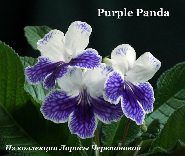  Purple Panda 