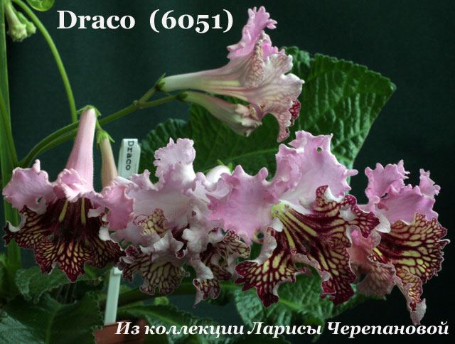 Стрептокарпус Draco (6051) 