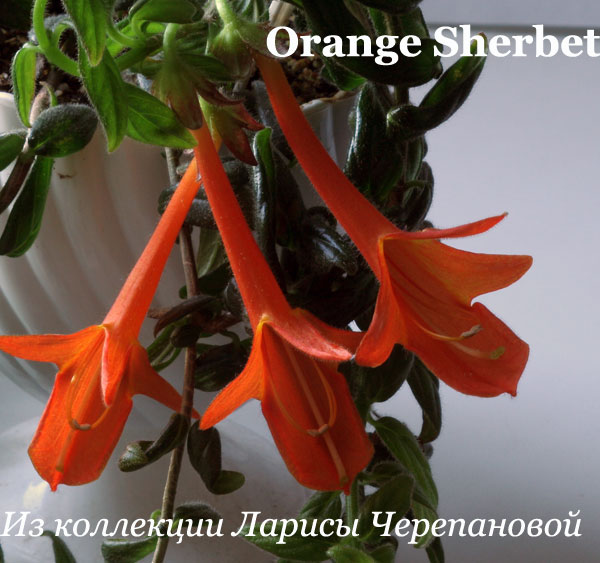  Orange Sherbet 