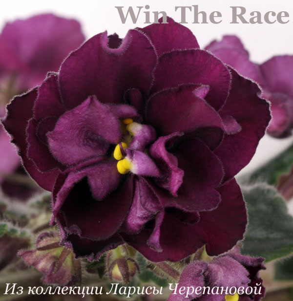  -Win The Race 