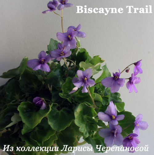  Biscayne Trail 
