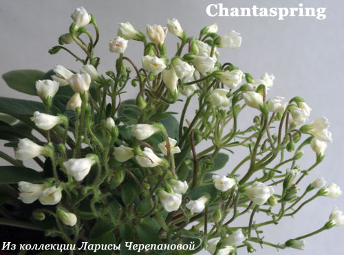  Chantaspring 