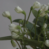 Chantaspring