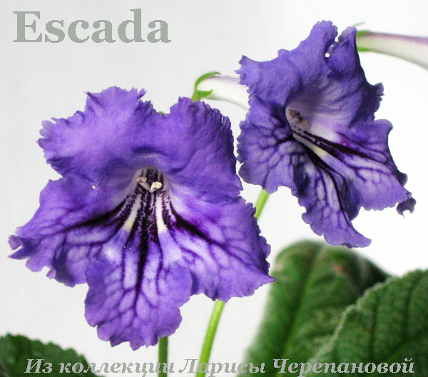  Escada 