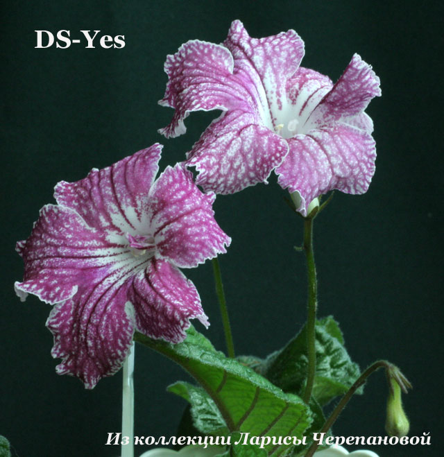  DS-Yes 