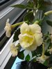  Yellow English Rose