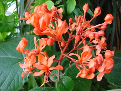    (Clerodendrum speciosissimum Drapiez.) 