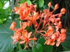    (Clerodendrum speciosissimum Drapiez.)