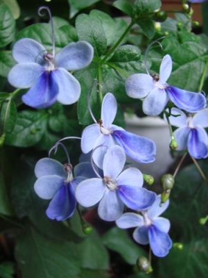    (Clerodendrum ugandense) 