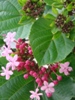  Clerodendrum bungei ( )