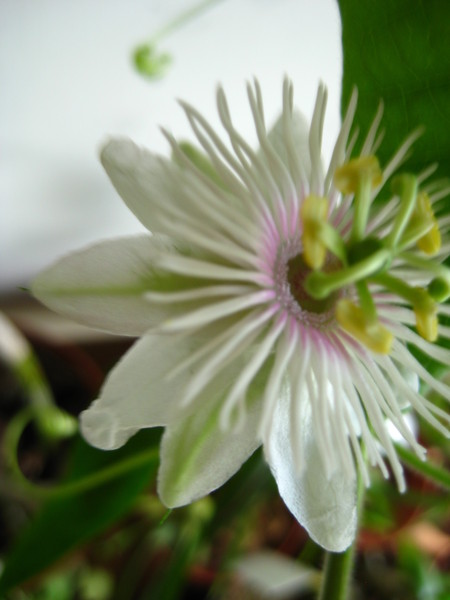  foetida albo-lanuginosa 