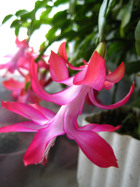  Schlumbergera x buckleyi 