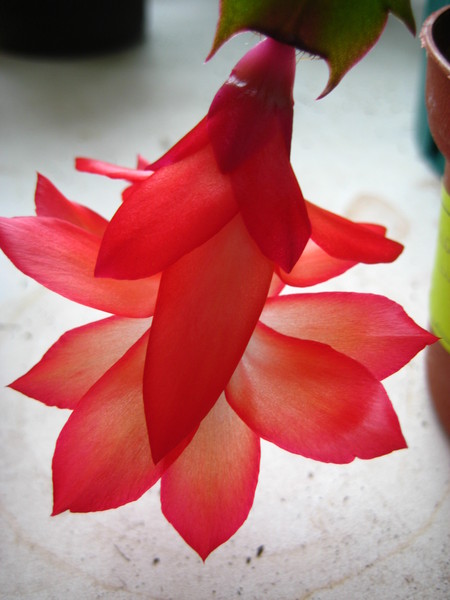  Schlumbergera truncata hybr.  