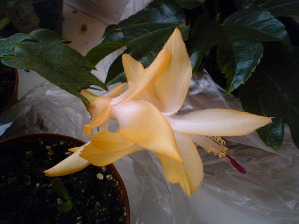  Schlumbergera truncata hybr.  