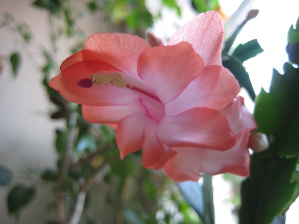  Schlumbergera truncata hybr.  