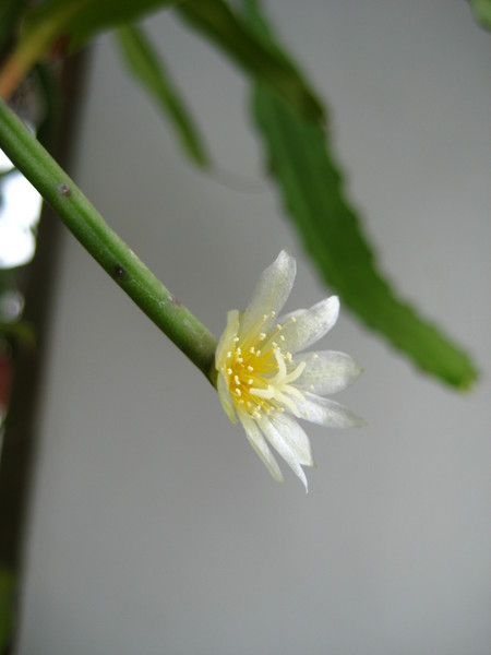  Rhipsalis puniceodiscus 