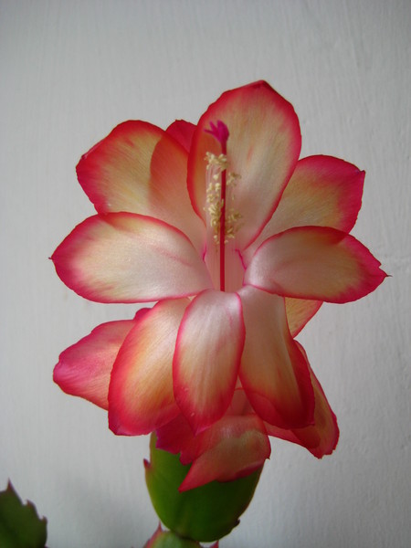  Schlumbergera Samba Brasil 