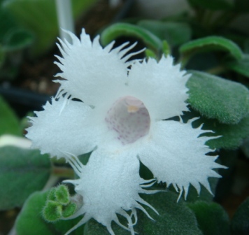  Alsobia Diantifofloria 