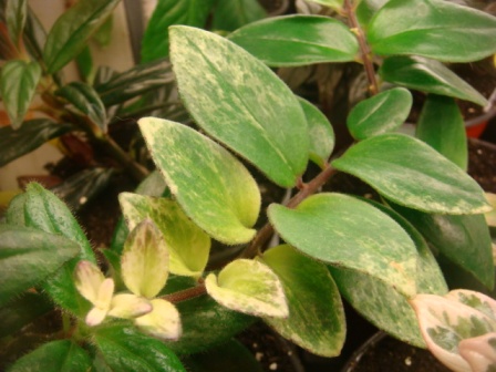   Aeschynanthis Lobianus Variegata 