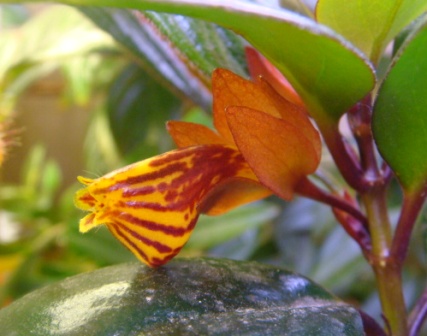  Nematanthus Tropicana 