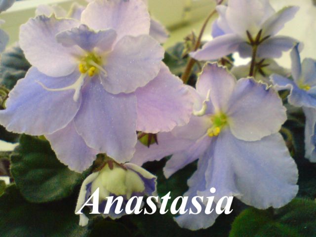  Anastasia 