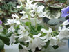 Lunar Lily (White)