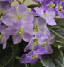 Фиалка Shirl's Hawaiian Lei