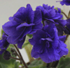 Фиалка Rococo Viol