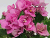 Фиалка Rococo Rose