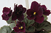 Фиалка Burgundy Beau