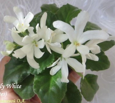  Lynar Lily-white 