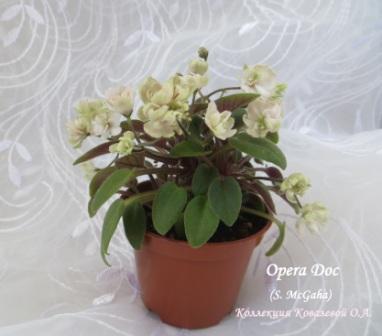  Opera Doc 