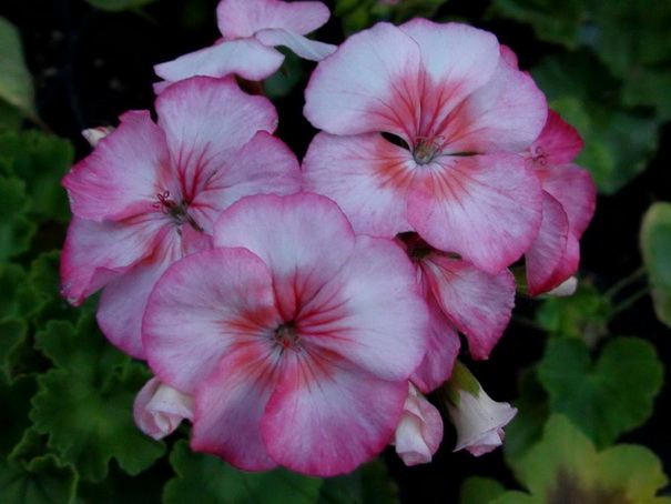  Highfield's Appleblossom 