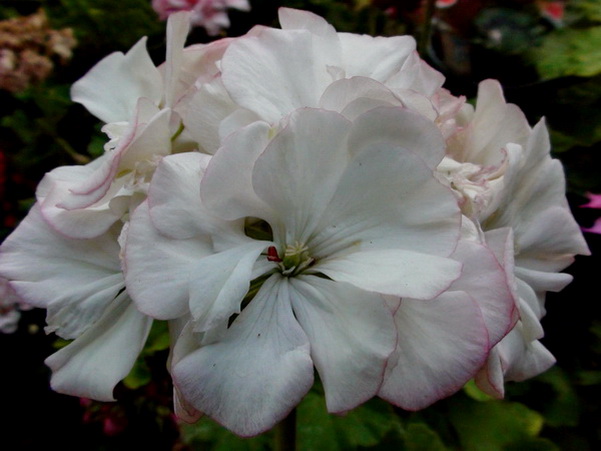  Canadian Pink & White 