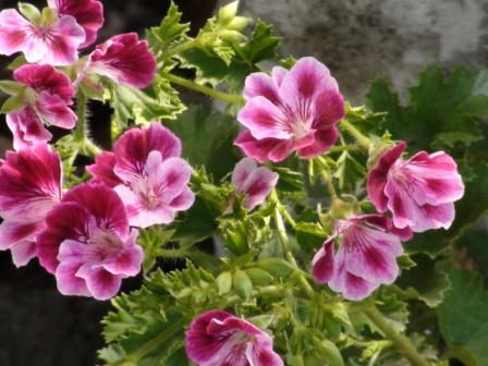  PAC Angeleyes Bicolor 