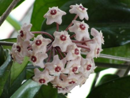  Hoya Carnosa 