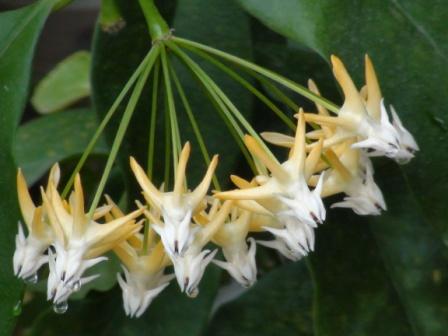  Hoya multiflora 