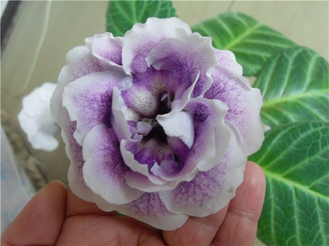  Violet Mist (Lilac Mist, Lavender Morning,  ,  ) 
