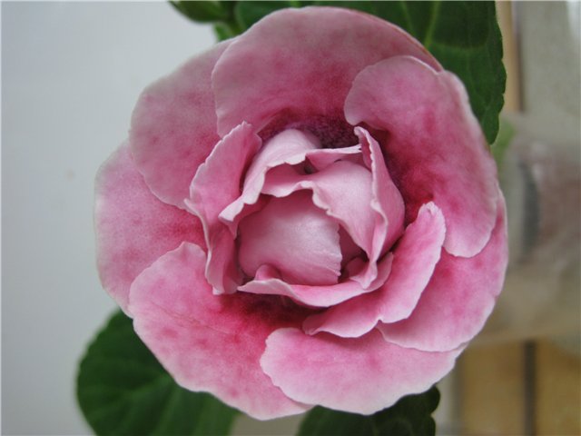 Peach Rose 