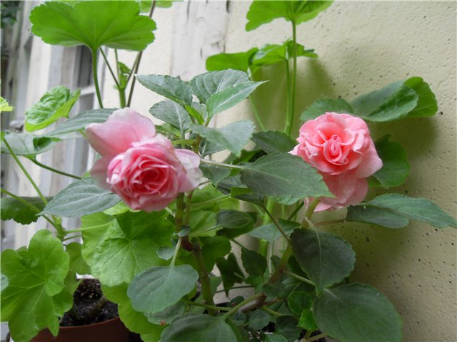  Pink Ruffles 