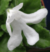 Фиалка Lunar Lily White