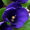 Фиалка Optimara Little Inca