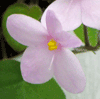 Фиалка Pixie Pink