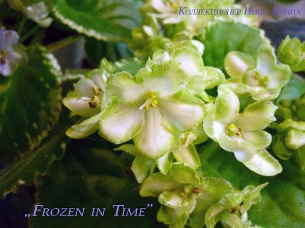  Frozen in Time 