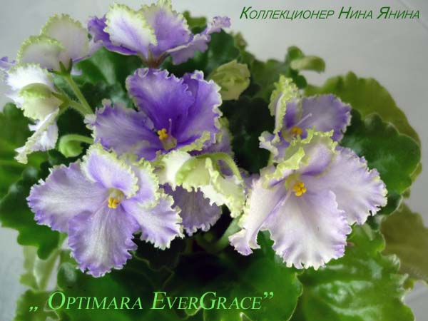  Optimara EverGrace 