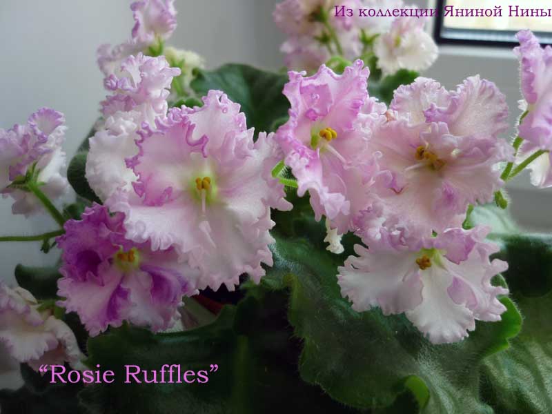  Rosie Ruffles 