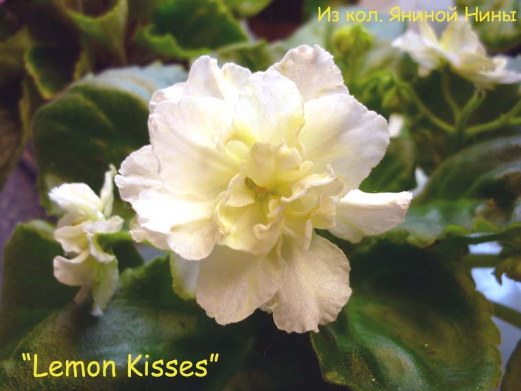  Lemon Kisses 