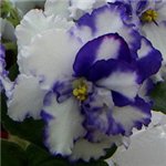 Фиалка Arctic Frost